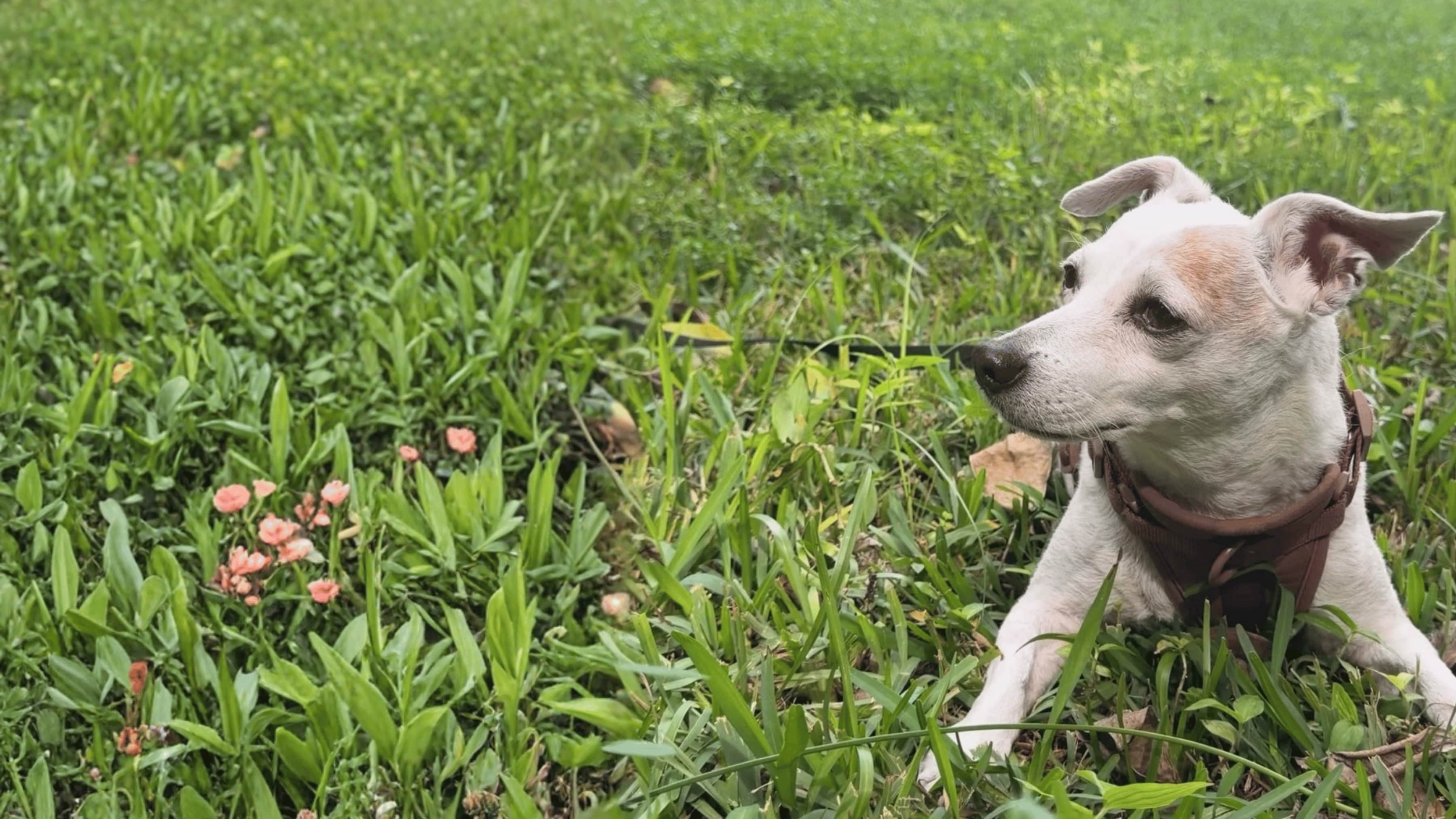 Bambi the Jack Russell